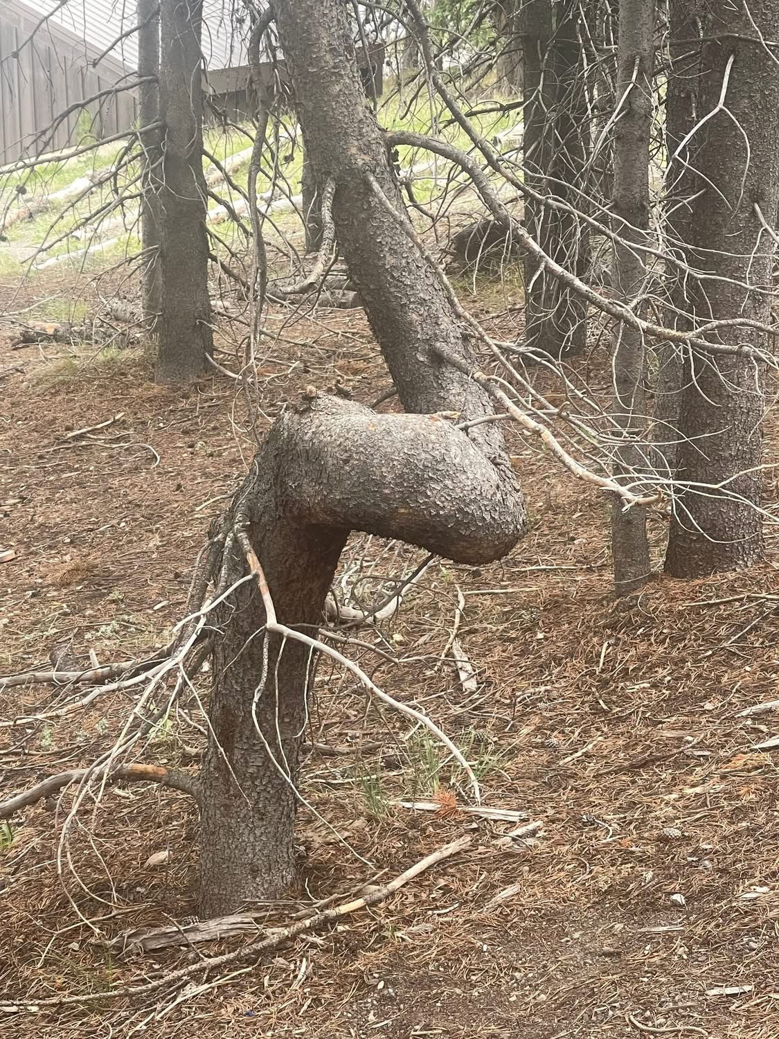 Day 24 – West Yellowstone to Grant Village Campground