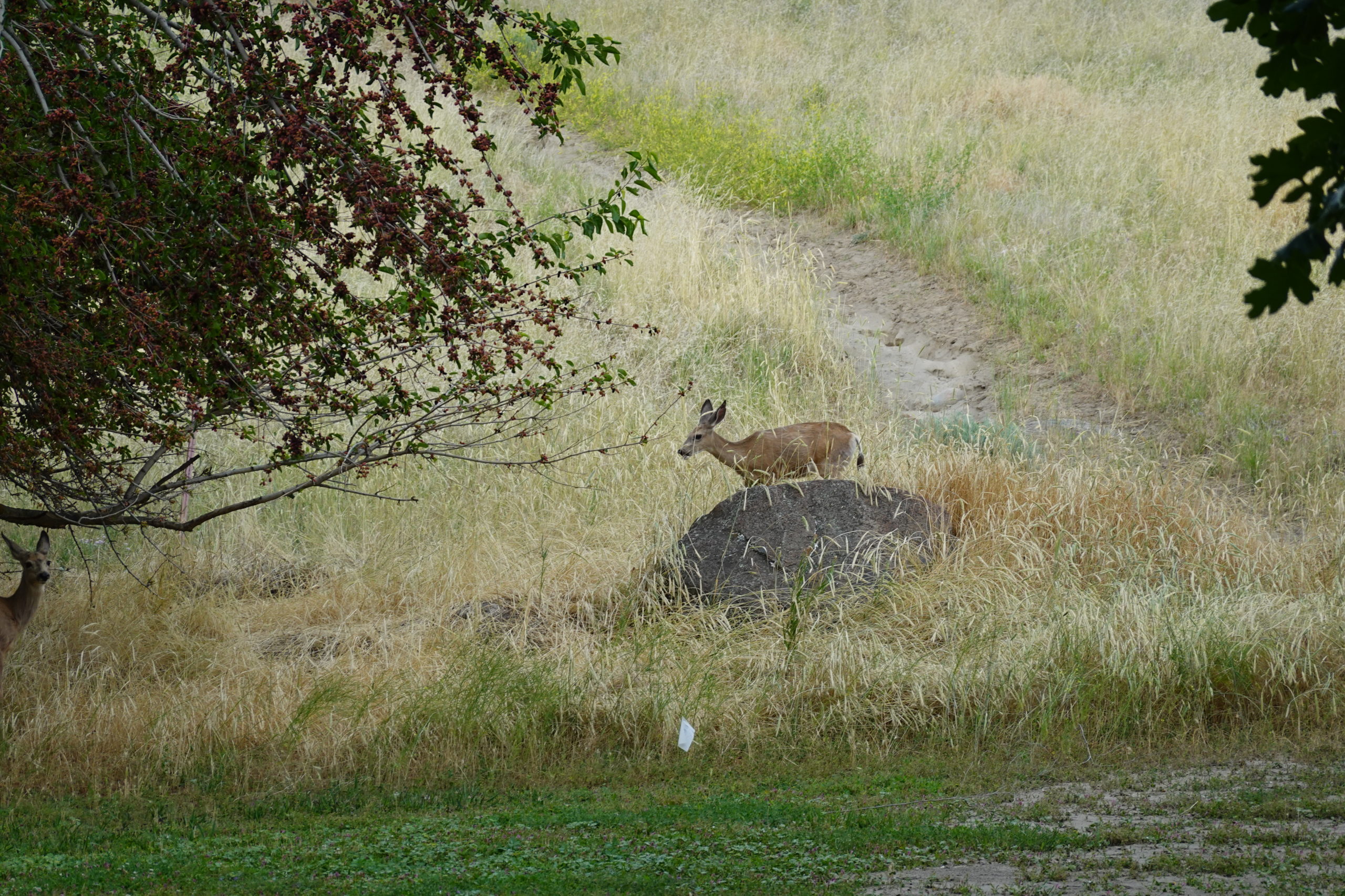Lewiston, Idaho